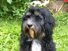 tibeti terrier
