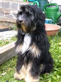 tibeti terrier