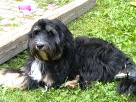 tibeti terrier