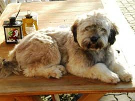 tibeti terrier
