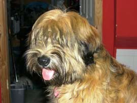 tibeti terrier