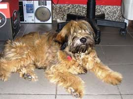 tibeti terrier