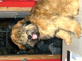 tibeti terrier
