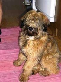 tibeti terrier