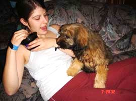 tibeti terrier