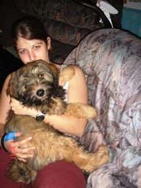 tibeti terrier