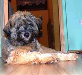 tibeti terrier