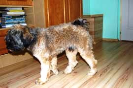 tibeti terrier