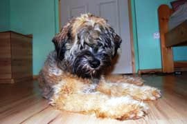 tibeti terrier