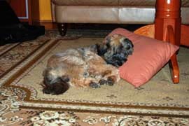 tibeti terrier
