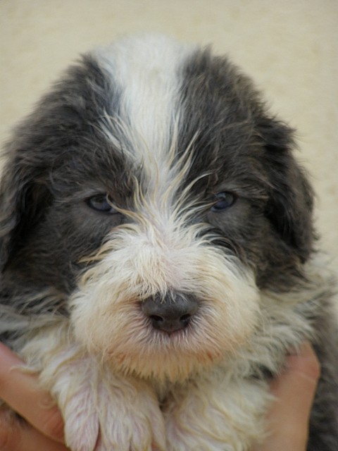 bearded collie
