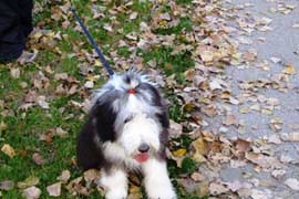 bearded collie