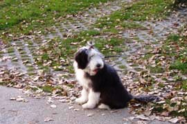 bearded collie