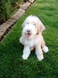 bearded collie