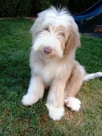 bearded collie