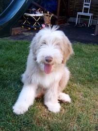 bearded collie