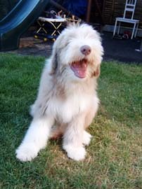 bearded collie