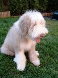 bearded collie