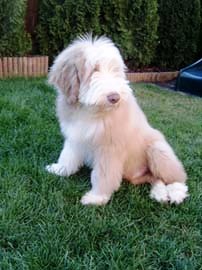 bearded collie