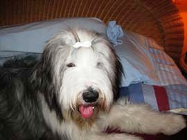 bearded collie