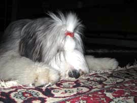 bearded collie