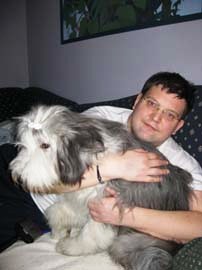 bearded collie