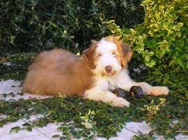 bearded collie