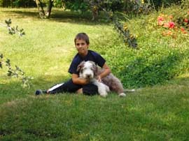 bearded collie