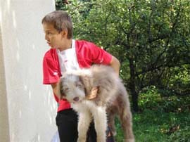bearded collie