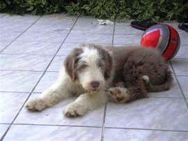 bearded collie