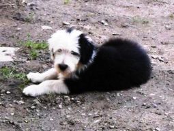 bearded collie