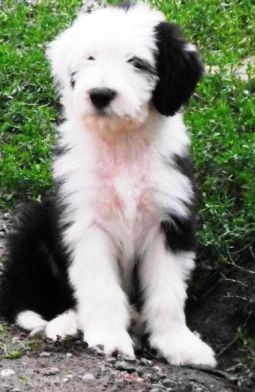 bearded collie