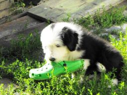 bearded collie