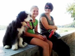 bearded collie