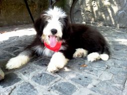 bearded collie