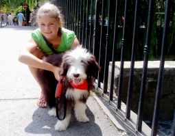 bearded collie