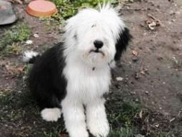 bearded collie