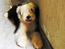 bearded collie