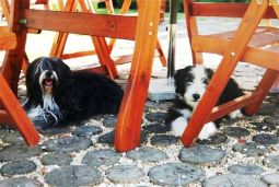 bearded collie