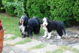 bearded collie