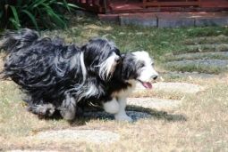 bearded collie