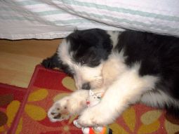 bearded collie