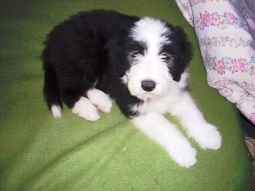 bearded collie