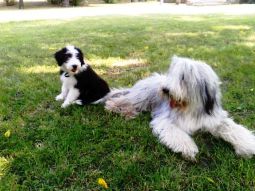 bearded collie