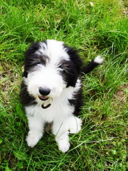 bearded collie