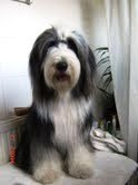 bearded collie