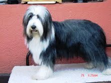 bearded collie