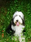 bearded collie