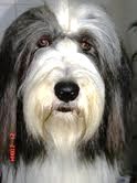bearded collie