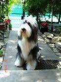 bearded collie